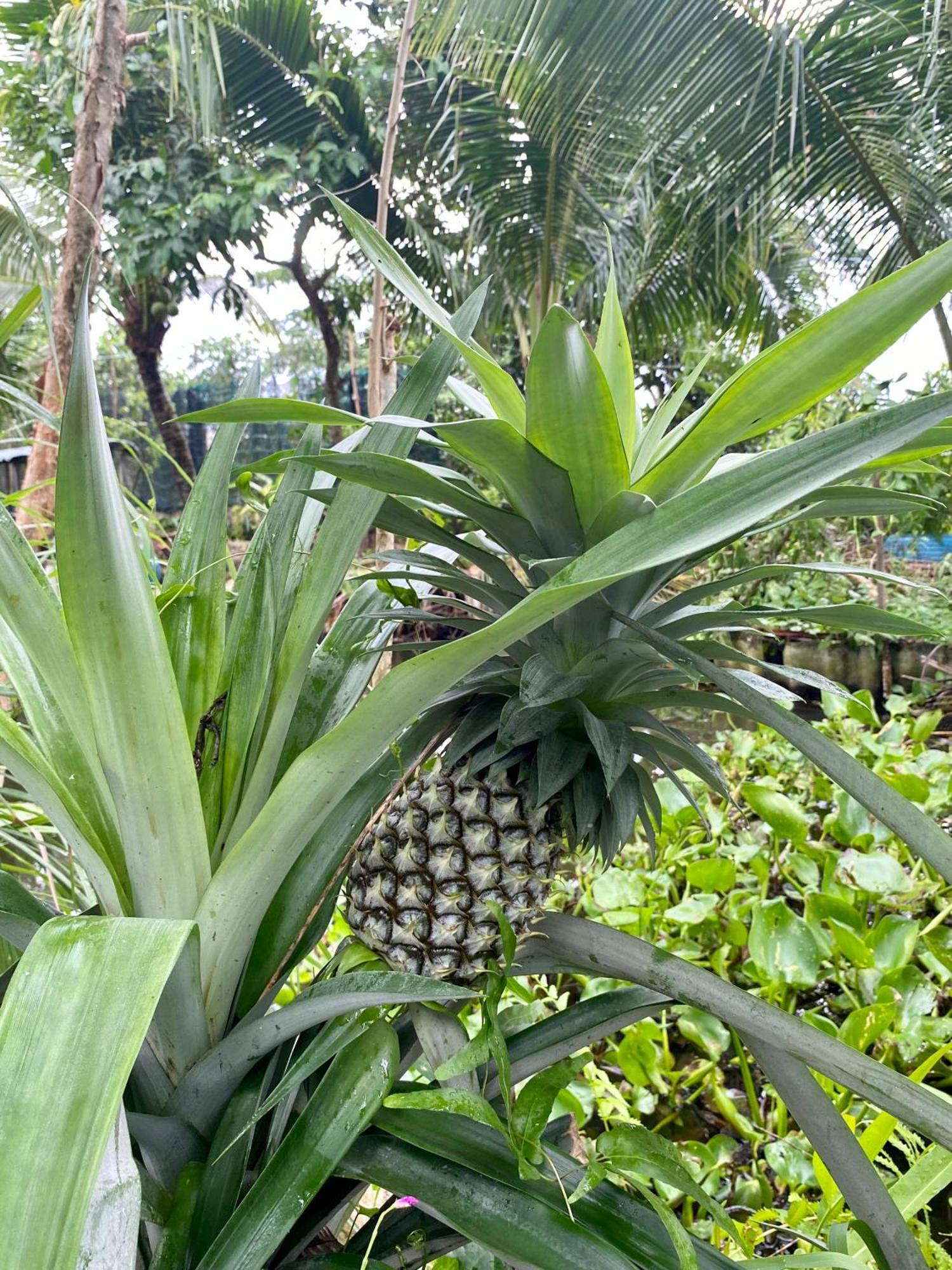 Go Chanh Homestay Cai Rang Exteriör bild