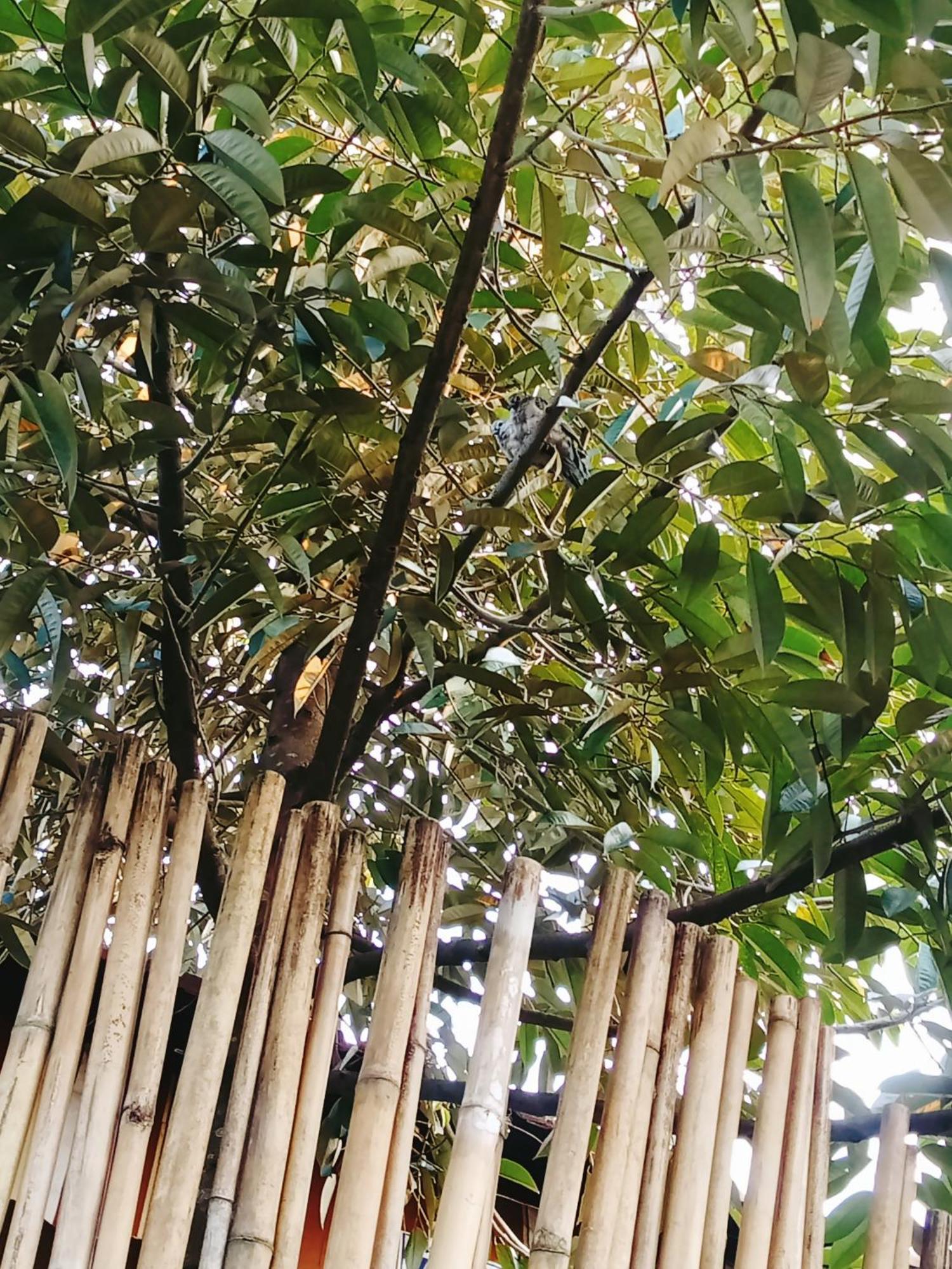 Go Chanh Homestay Cai Rang Exteriör bild